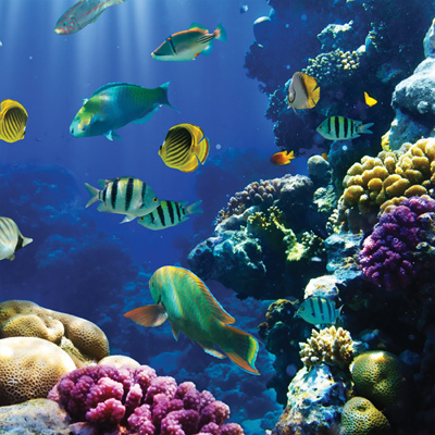 Türkiye'nin En Büyük Akvaryumu Aqua Vega