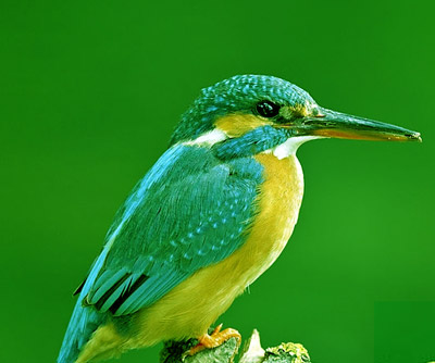 Teknolojinin Doğadan İlham Alması: Biyomimetik / Dr. Ahmet Talat Us