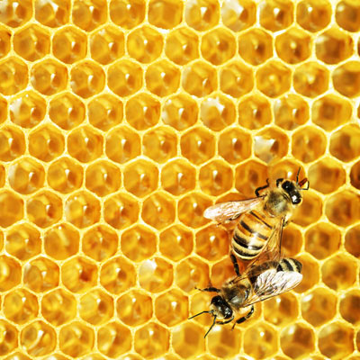 Müthiş Bir Arı Ürünü: Propolis 