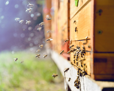 Propolis Kullanırken Dikkat Edilmesi Gerekenler / Prof. Dr. Sibel Silici